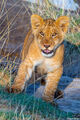 Serengeti-Little Cub print