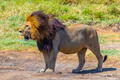 Africa-Big Male Lion print