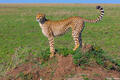 Africa-Cheetah on the Lookout print