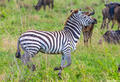 Africa-Galloping Zebra print