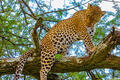 Africa-Leopard Grooming print