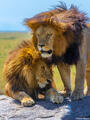 Africa-Lion Brothers print