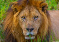 Africa-Lion Staring print