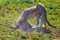 Africa-Cheetah Chase 13 print