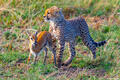 Africa-Cheetah Cub With Gazelle print