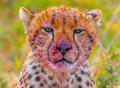 Africa-Cheetah Mugshot print