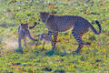 Africa-Cheetahs Playing With Gazelle print