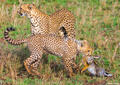 Africa-Cheetahs With Rabbit print
