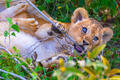 Africa-Little Lion Cub in Grass print
