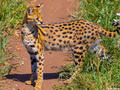 Africa-Serval Cat print