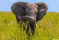 Africa-Twisty Elephant Trunk print