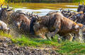 Africa-Wildebeest in Water print