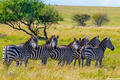 Africa-Zebras Posing print