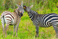 Africa-Zebras Telling Secrets print