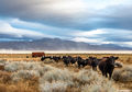 Black Rock Desert Cows print