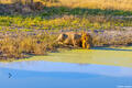 Botswana-Lion Drinking From Pond