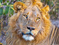 Botswana-Savuti Lion Portrait print