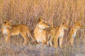 Botswana-Three Little Cubs print