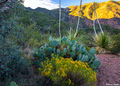 Chisos Basin Sunrise print