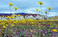 Death Valley Bloom of 2005 print