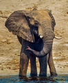 Elephant Chobe River print