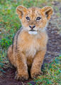 Little Lion Cub print