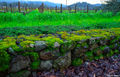 Mossy Rocks print