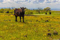 Oroville Cows print