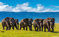 Procession of Bull Elephants print