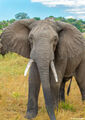 Serengeti-African Elephant print
