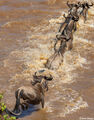 Serengeti-African Wildebeest Jumping print