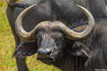 Serengeti-Cape Buffalo Posing print