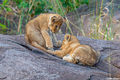 Serengeti-Cubs Playing print