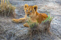Serengeti-Curious Cub print