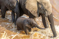 Serengeti-Elephants Crossing River print