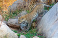 Serengeti-Leopard print