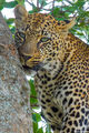 Serengeti-Leopard Close Up print