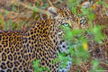 Serengeti-Leopard in the Bush print