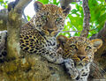 Serengeti-Leopard Lovers print