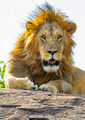 Serengeti-Lion Close Up print