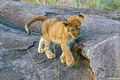 Serengeti-Lion Cub print