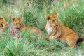 Serengeti-Lion Cubs Mealtime print