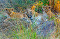 Serengeti-Lion Mother print