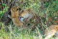 Serengeti-Lioness Licking Cub print