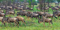 Serengeti-Lots of Gnus print