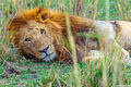 Serengeti-Male Lion Resting print