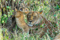 Serengeti-Mother Lion With Cub print