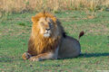 Serengeti Plains Lion print