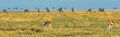 Serengeti Plains Scene print