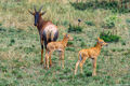 Serengeti-Topi With Calves print